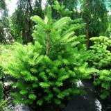 Balsamova jela: fotografija i opis